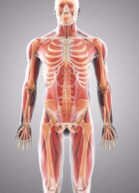 اطول عظمة في جسم الانسان