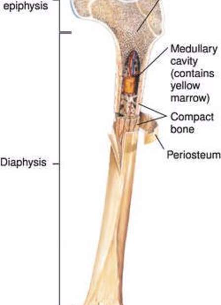 اطول عظمة في جسم الانسان Femur