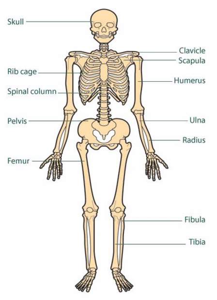 اطول عظمة في جسم الانسان