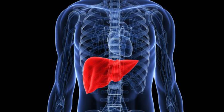 الكبد في جسم الانسان: وظائفها وأبرز أمراضها