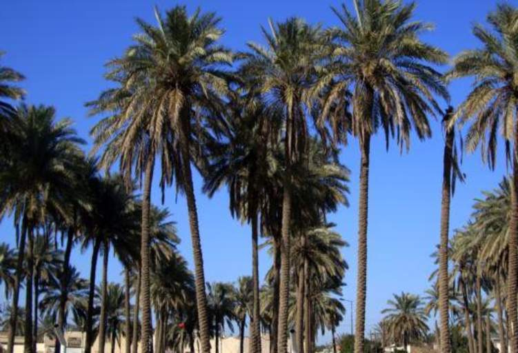 تسجيل أطول نخلة سعودية في «غينيس»