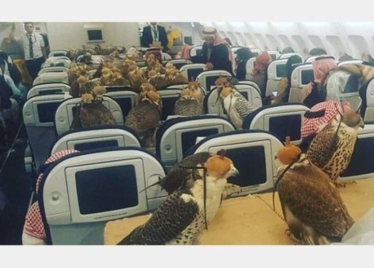 أمير سعودي يحجز 80 مقعداً على من طائرة لـ "صقور"!