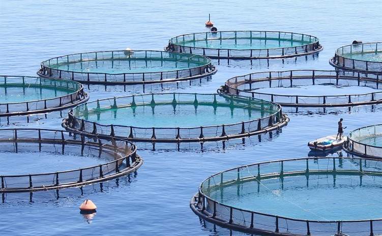 السعودية تستثمر 800 مليون ريال في الاستزراع السمكي