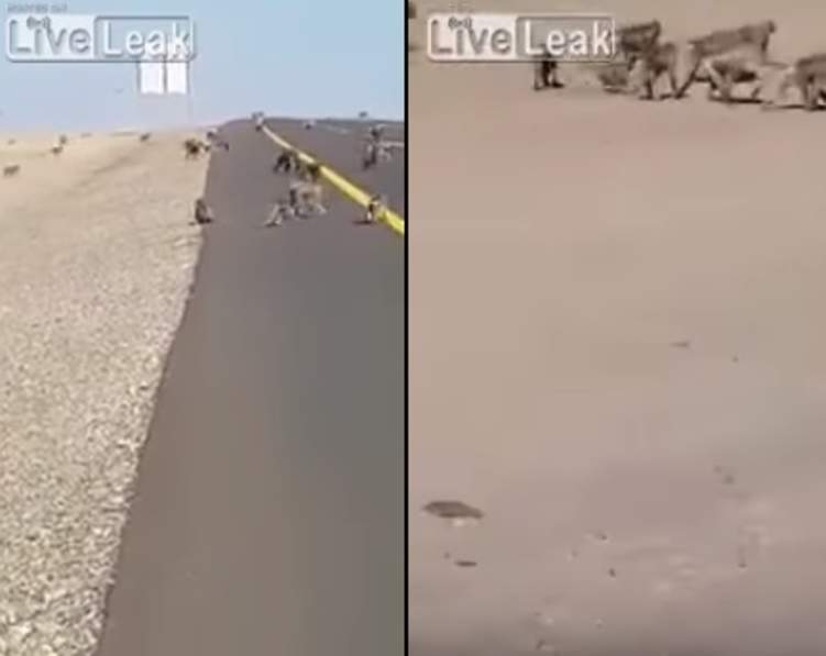 بالفيديو: مئات القرود تعبر طريقا سريعا في السعودية