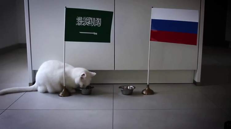 "القط" و"البطريق" يتوقعان فوز السعودية على روسيا