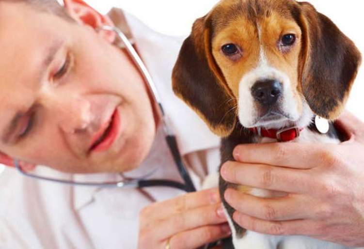 الكلاب الأليفة.. قد تصيبك ببكتيريا قاتلة