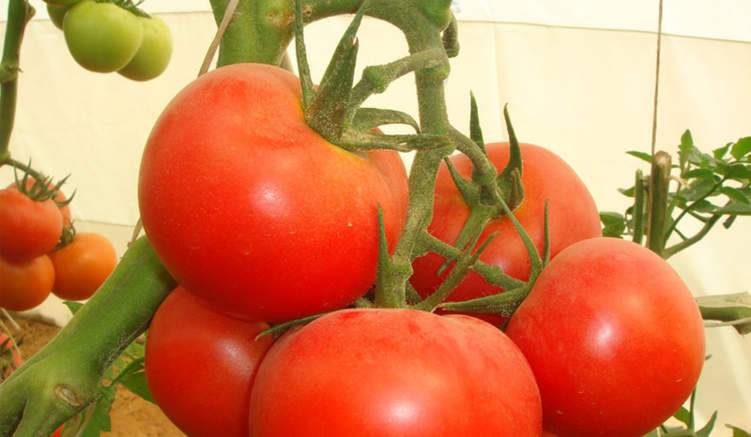 مشروع مبتكر لإنتاج الطماطم طوال العام.. فقط في الإمارات