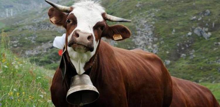 سويسرا تستفتي الشعب بشأن حقوق "البقر"
