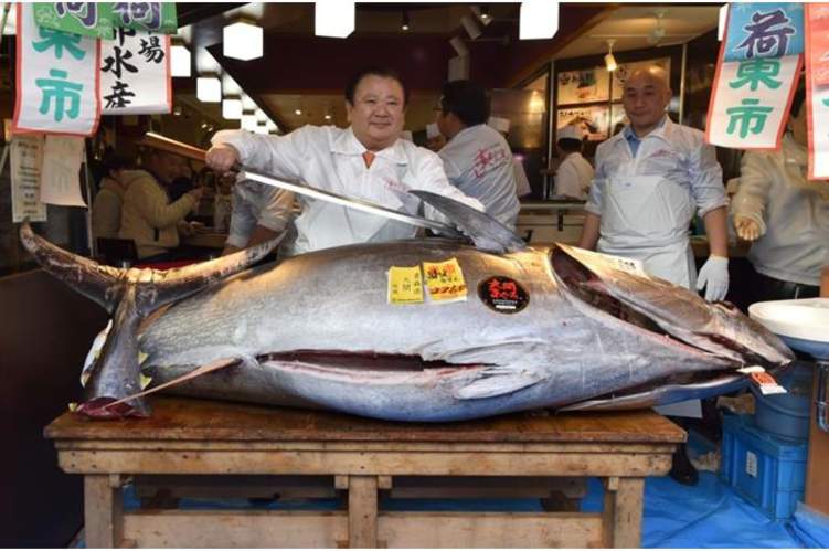 بيع سمكة تونة مقابل 1.8 مليون دولار