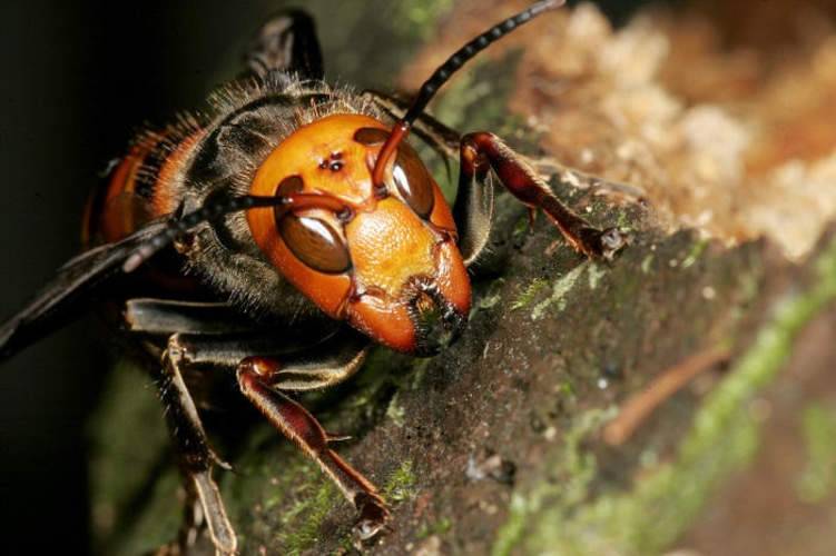 ما هي أخطر حشرة على الأرض؟