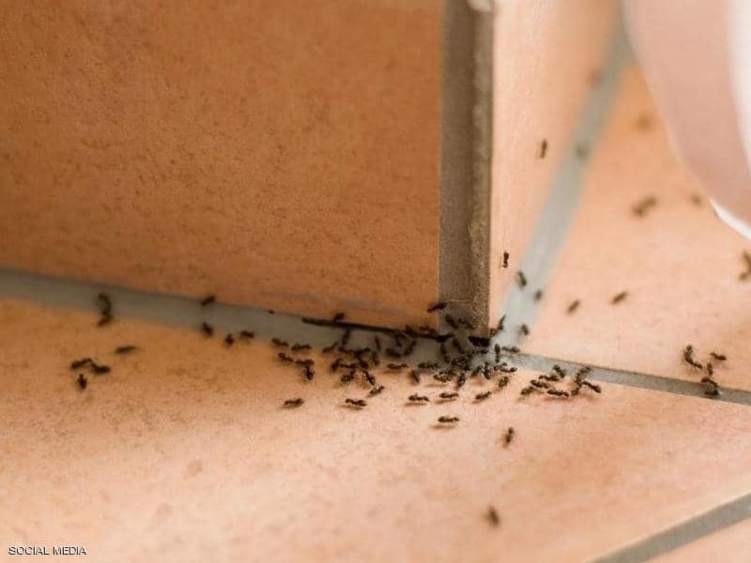 كيف تتخلص من النمل في منزلك؟