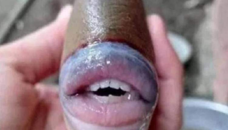 بالصور .. سمكة تملك فم بشري تشعل السوشيال ميديا