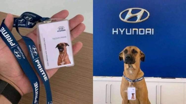 هيونداي توظف كلب مشرد في قسم المبيعات
