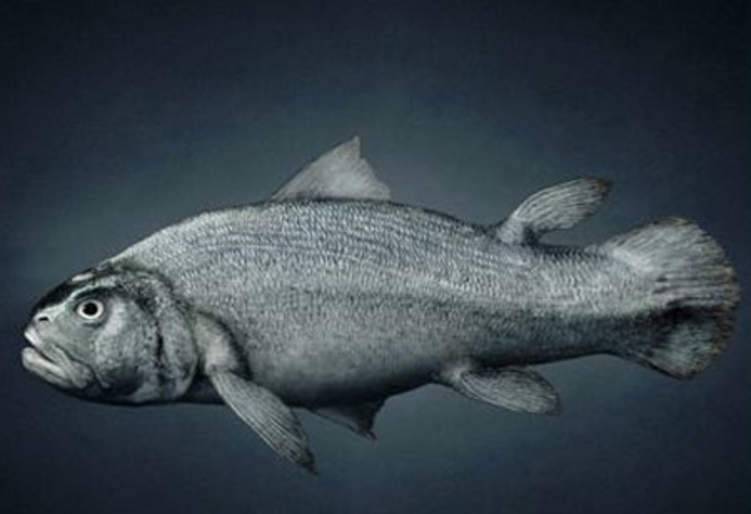 دراسة علمية: أصل الإنسان سمكة!
