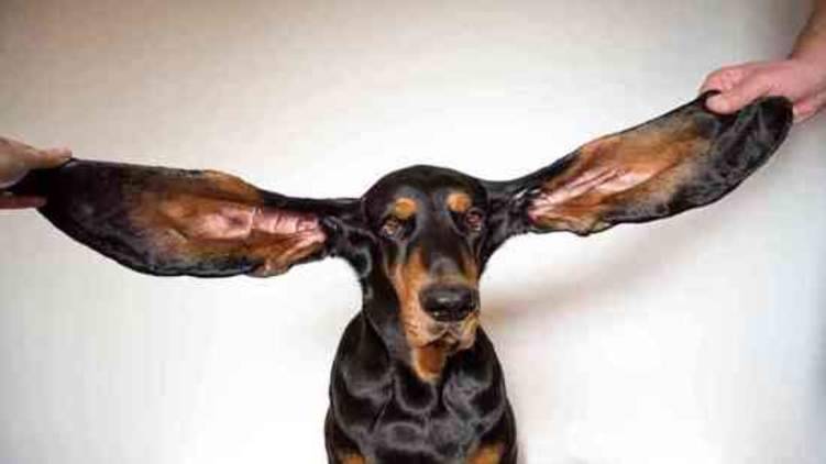 كلب ينال لقب صاحب "أطول أذنين في العالم"