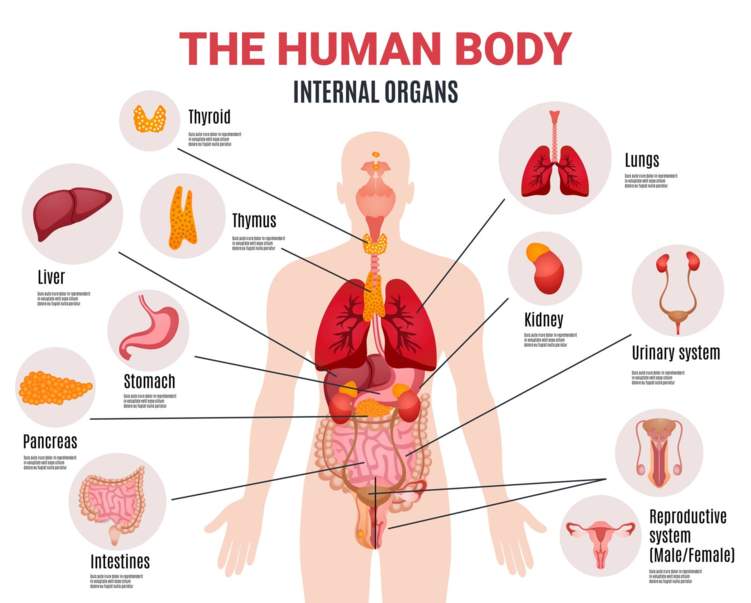 وظائف اعضاء جسم الانسان و اهميتها