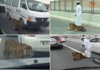 شاهد الفيديو الكامل لنمر يتجول بشوارع قطر