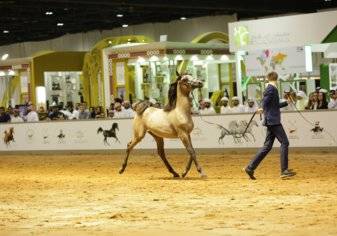 رقم قياسي لمهر بعمر العام في مزاد بيع الخيول