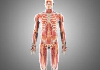 ما هي اطول عظمة في جسم الانسان؟