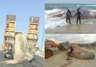 سخرية وغضب في مصر لطريقة التعامل مع الحوت النافق