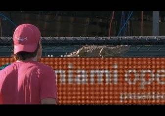 بالفيديو.. "سحلية" عملاقة تثير الرعب في مباراة تنس!