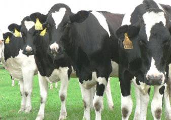 رجل أعمال قطري يشحن آلاف الأبقار إلى بلاده