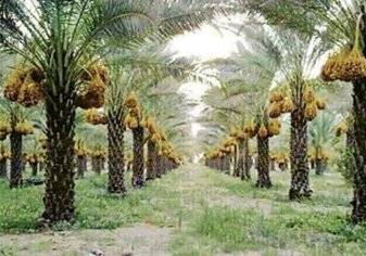 السعودية: السماح لأصحاب المزارع ببناء شاليهات سياحية على أراضيهم واستثمارها