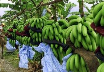 "الموز" على مشارف الإنقراض بسبب مرض خطير.. وتحذيرات عالمية