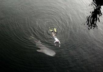 شاهد.. عملية إنقاذ صغير قرش الحوت التائه في خور دبي