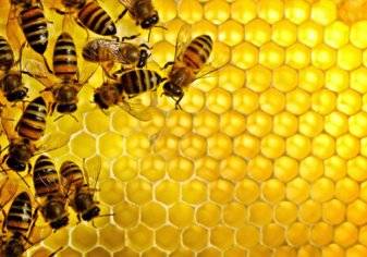 بالصور- سعودي يغطي جسمه بـ "النحل" لدخول موسوعة جينيس
