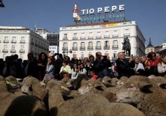 مئات الأغنام تغزو شوارع مدريد الإسبانية (صور)