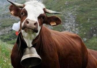 سويسرا تستفتي الشعب بشأن حقوق "البقر"