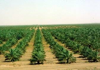 السعودية: تمنع توزيع للأراضي الزراعية لمدة 10 سنوات