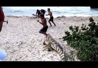 شاهد .. لحظة اقتحام تمساح لشاطئ سياحي في كولومبيا