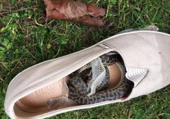 ثعبان يسافر داخل حذاء امرأة
