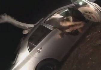 سيارة تصطدم بناقة ظهرت أمامها فجأة على أحد طرق المملكة (فيديو)