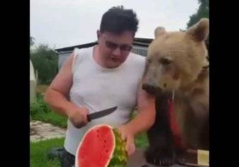 دب عملاق يأكل البطيخ مع عائلة روسية!