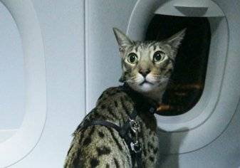 قطة تتسبب بتأخير رحلة طيران في مطار بيروت!