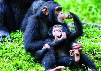 لماذا تتناول القرود أدمغة صغارها؟