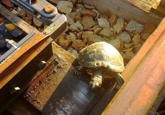 "شاهد" كيف تحمي قطارات اليابان السلاحف من الموت