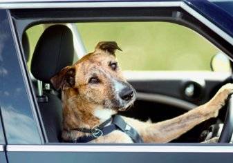 رجل يسلم قيادة سيارته لكلبه!