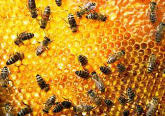 فايروس قاتل يهاجم ممالك النحل