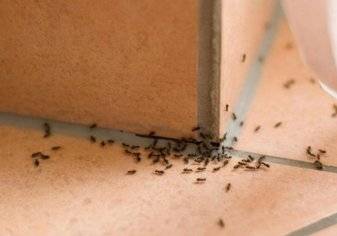 كيف تتخلص من النمل في منزلك؟