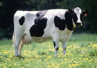 شحنة "أبقار" الأولى من نوعها في الإمارات