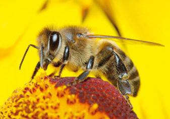وباء عالمي قادم يضرب النحل!