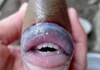 بالصور .. سمكة تملك فم بشري تشعل السوشيال ميديا