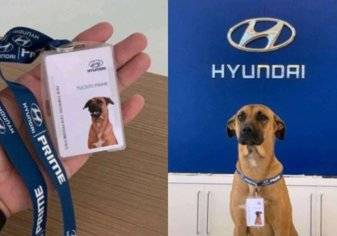 هيونداي توظف كلب مشرد في قسم المبيعات
