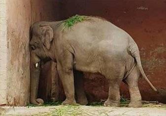 "فيل" يتسبب بإغلاق حديقة وهجرة جماعية للحيوانات