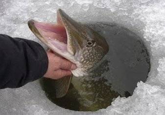 شاهد.. هواية صيد السمك من تحت الجليد
