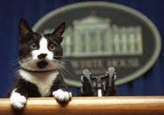 "قطة" رئاسية في طريقها للقصر